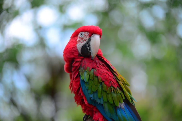 Closeup Of Ara Parrot