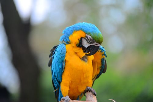 Free Close-up of a blue and yellow macaw in a natural setting, showcasing its vivid colors. Stock Photo