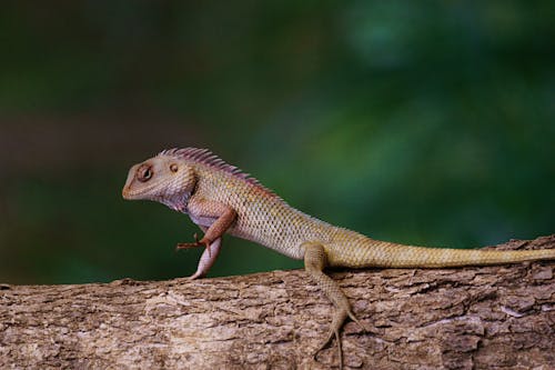 Close-up of a Lizard Sitting on a Tree
