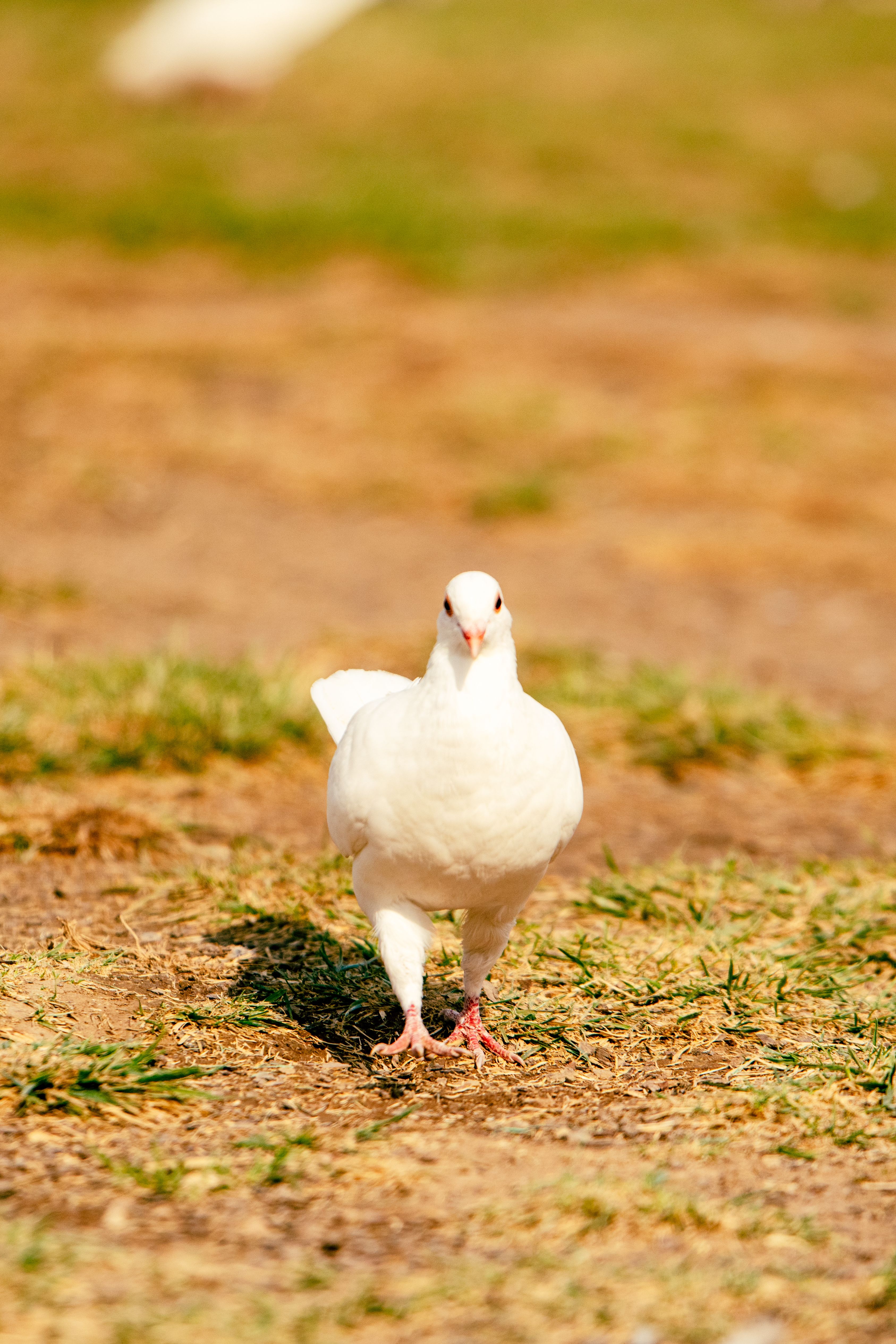White Dove Photos, Download The BEST Free White Dove Stock Photos & HD ...
