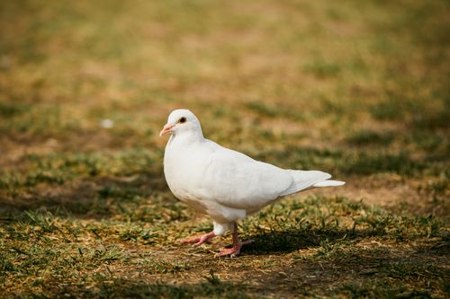 Free Close-up of a white dove standing on sunlit grass, showcasing its elegant plumage. Stock Photo