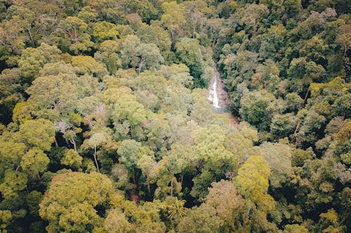 Fotografia Aérea Da Floresta