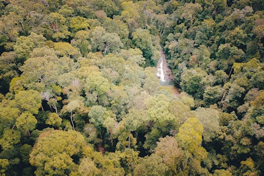 从令人惊叹的鸟瞰图中，可以看到茂密的热带雨林树冠与郁郁葱葱的绿树之间隐藏的瀑布