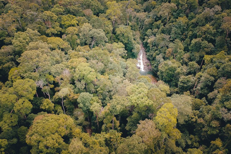 Jelajah Taman Nasional Siberut: Menyusuri Jejak Alam Liar yang Masih Perawan