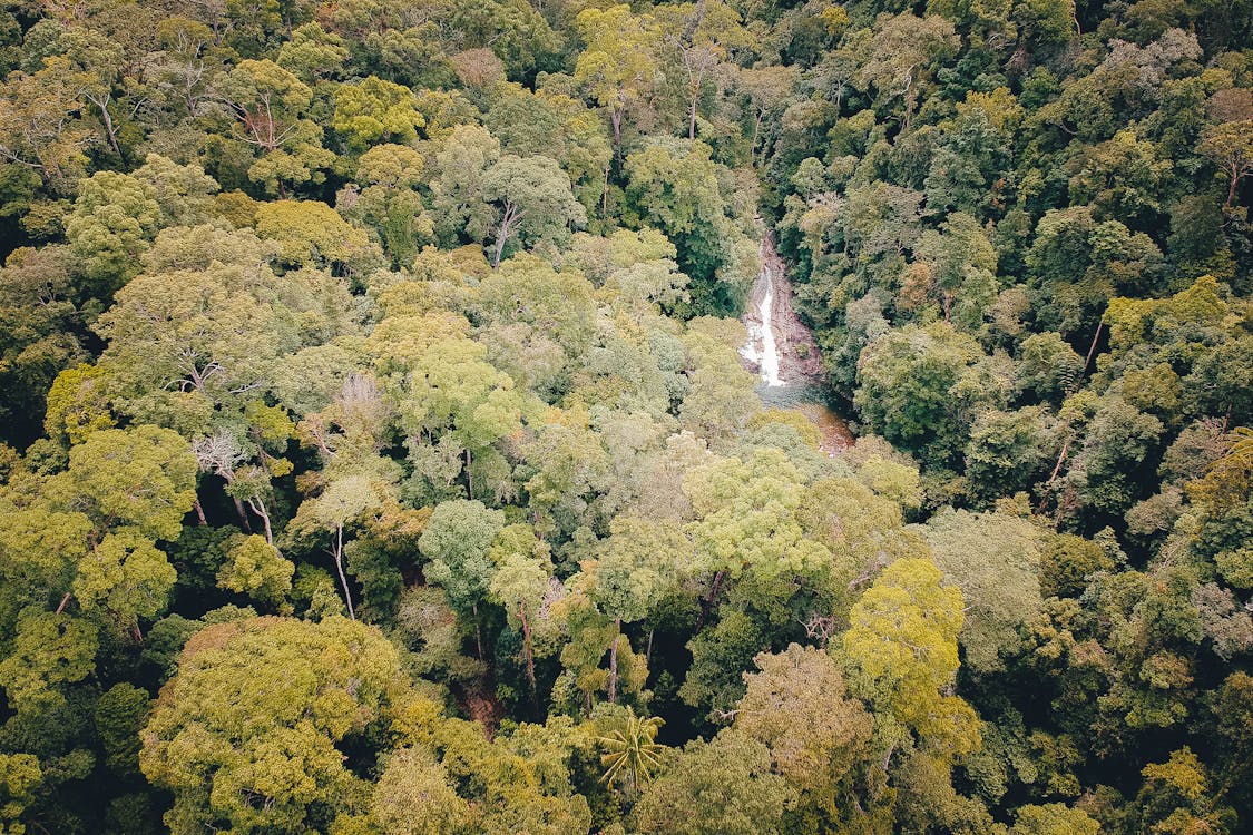 Gratis lagerfoto af amazonas regnskov, dagslys, fra oven