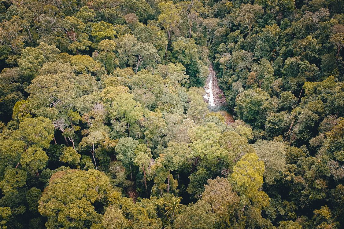 amazônia amazônia