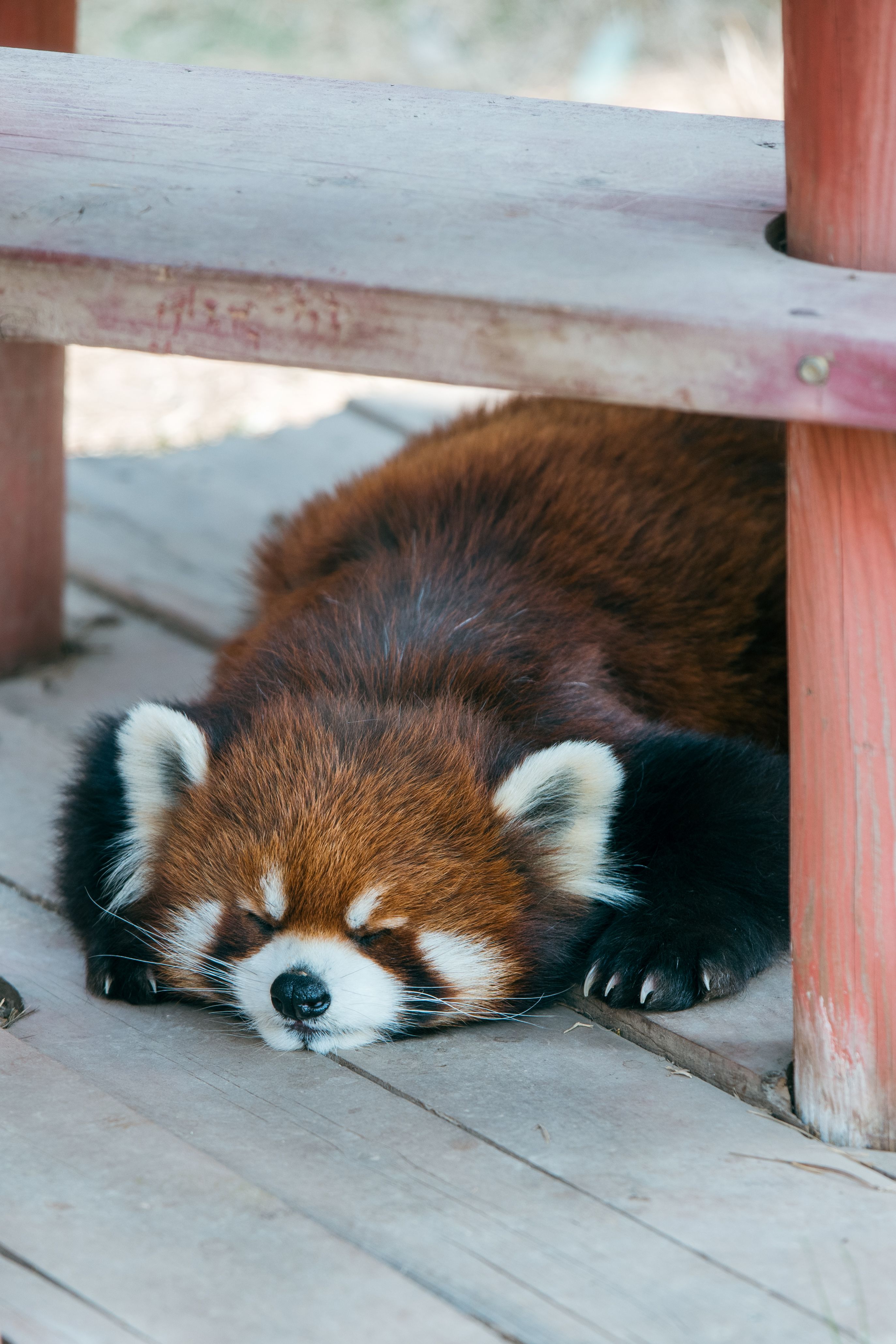 Raccoon Lying Down on Planks · Free Stock Photo