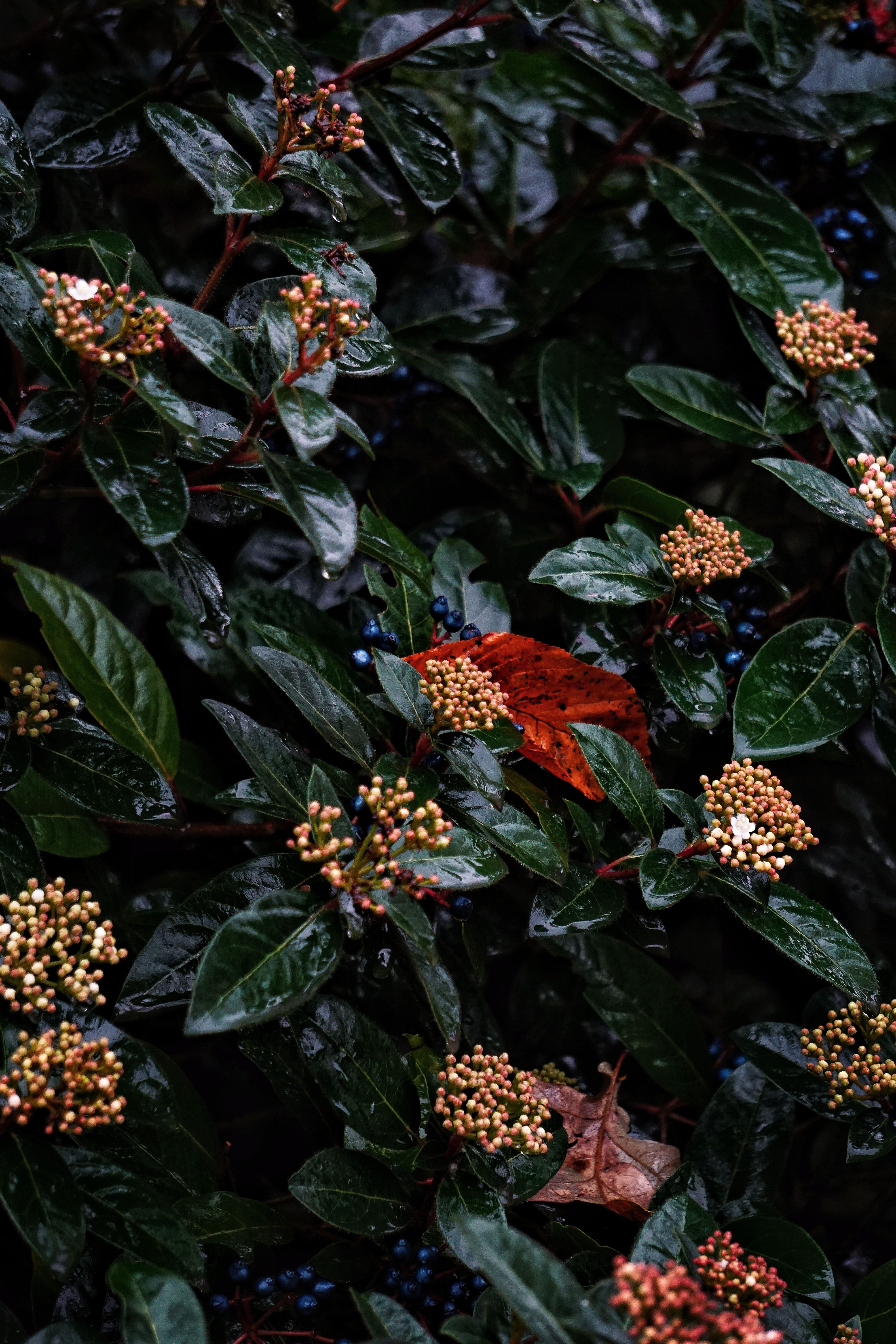 Close-up of a Shrub with Dark Green Leaves and Flowers · Free Stock Photo