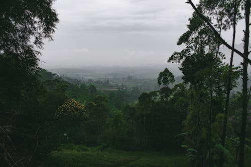View of a Valley from a Green Hill Covered in Trees