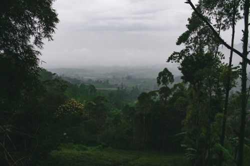 Free Scenic misty forest landscape in Jawa Barat, showcasing lush greenery and towering trees. Stock Photo