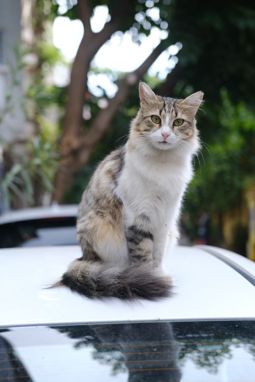 Free A cute tabby cat perched on a car roof in an outdoor setting. Ideal for pet enthusiasts. Stock Photo