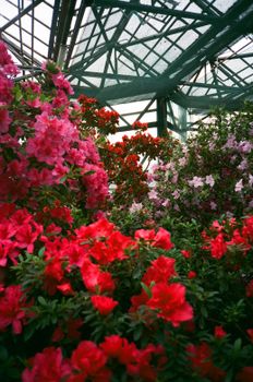 Colorful blossoms in a lush Kyiv greenhouse, showcasing vivid nature.