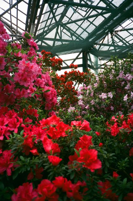 Colorful blossoms in a lush Kyiv greenhouse, showcasing vivid nature.