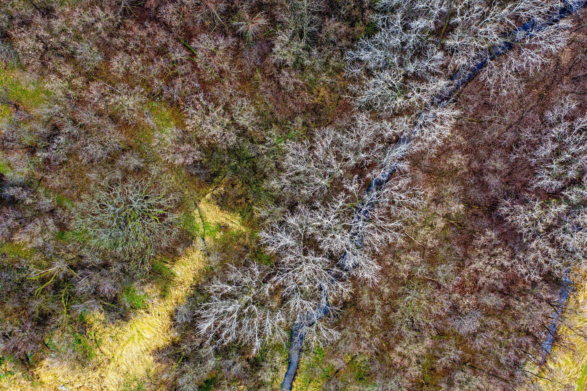 Stunning aerial view of a forest transitioning to spring in Rochester, MN.