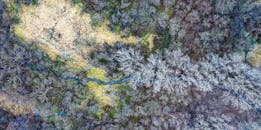 这幅迷人的鸟瞰图展示了明尼苏达州罗切斯特的冬季景观，无叶的树木和蜿蜒的河流尽收眼底