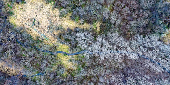 这幅迷人的鸟瞰图展示了明尼苏达州罗切斯特的冬季景观，无叶的树木和蜿蜒的河流尽收眼底