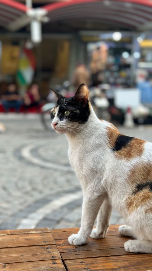 Free A curious calico cat perched on a wooden bench amidst lively city streets. Stock Photo