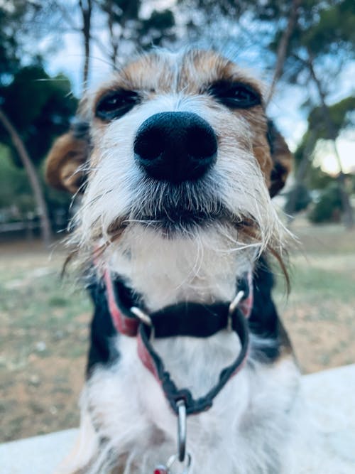 Free stock photo of adoption, dog, dog face