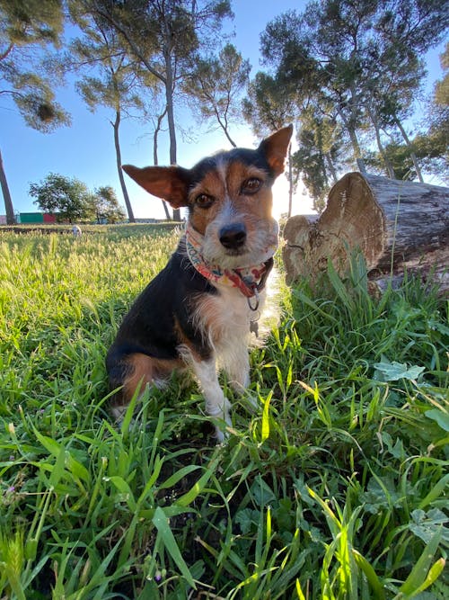 Free stock photo of adoption, dog, dog face