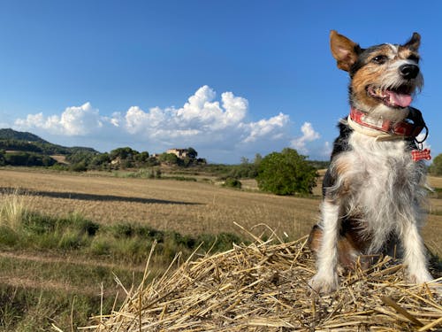 Free stock photo of adoption, dog, dog face