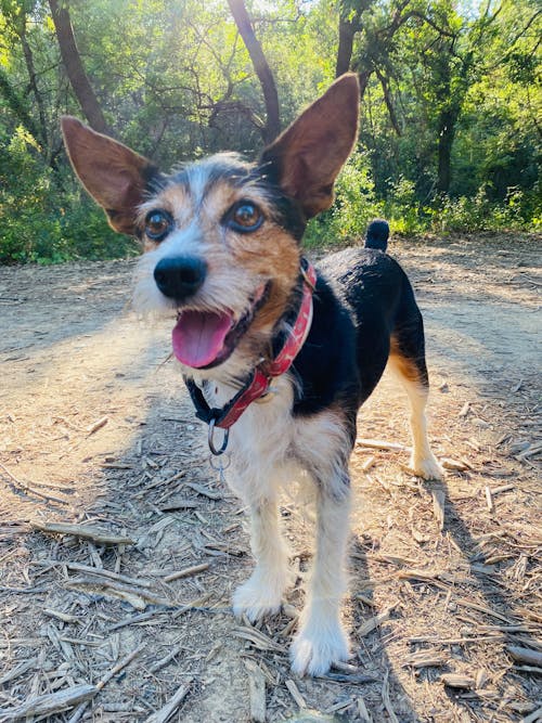 Free stock photo of adoption, dog, dog face