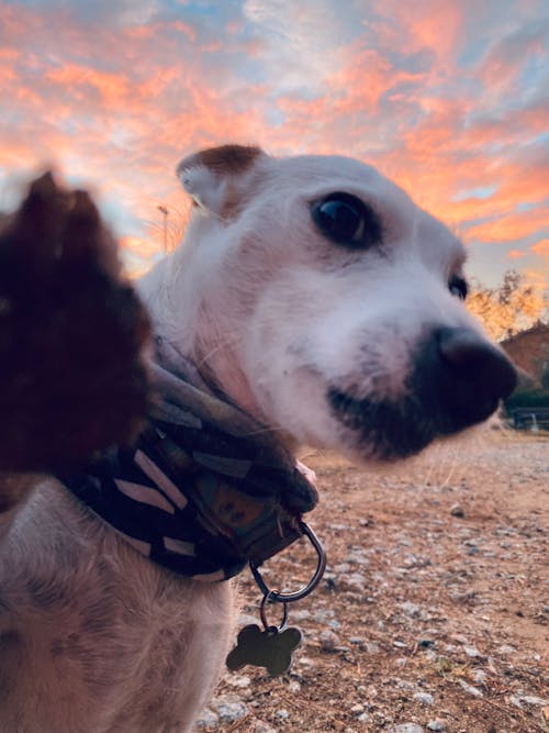 Free stock photo of adoption, dog, dog face