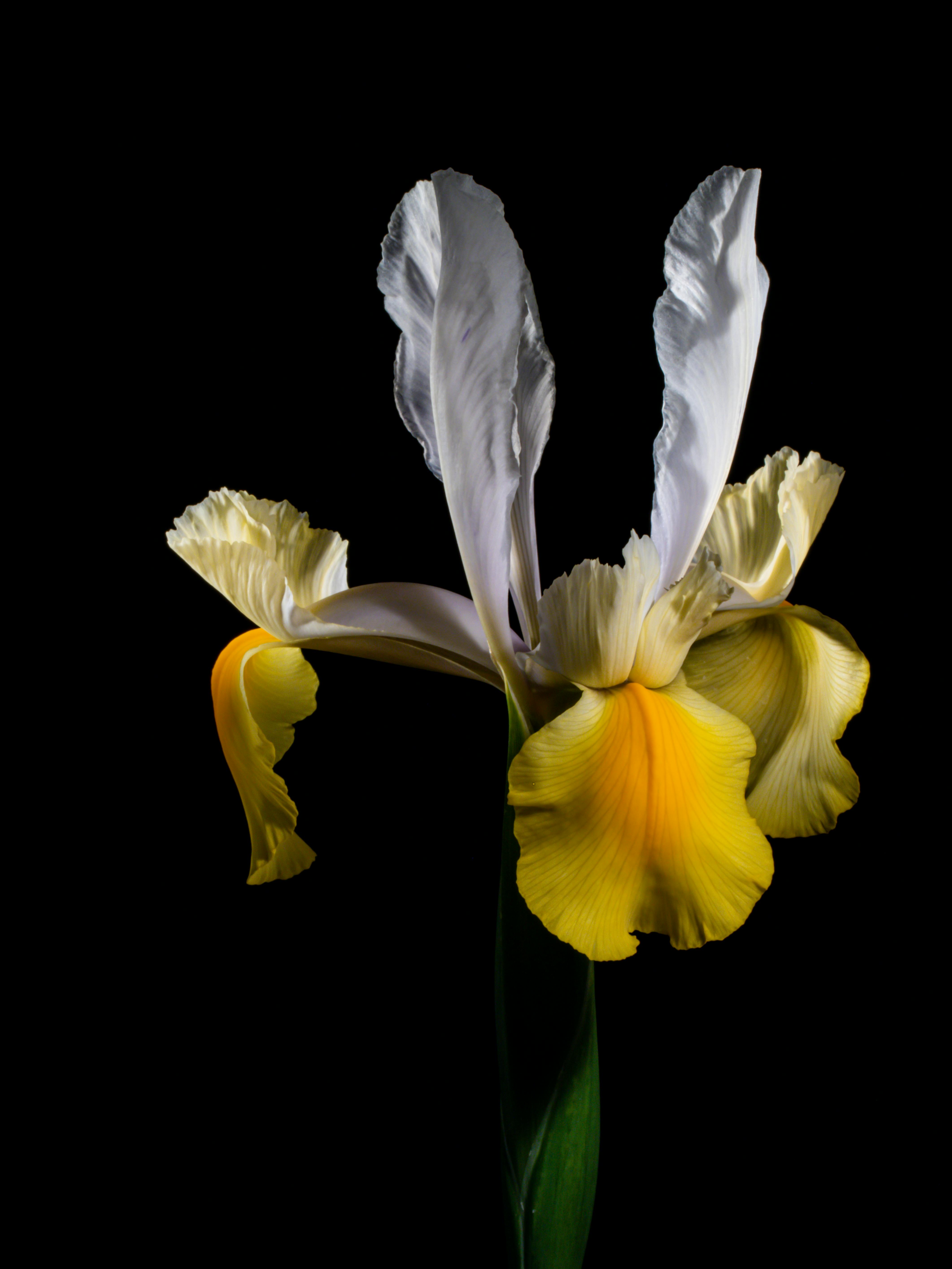 Close Up of Blue Flower on Black Background · Free Stock Photo