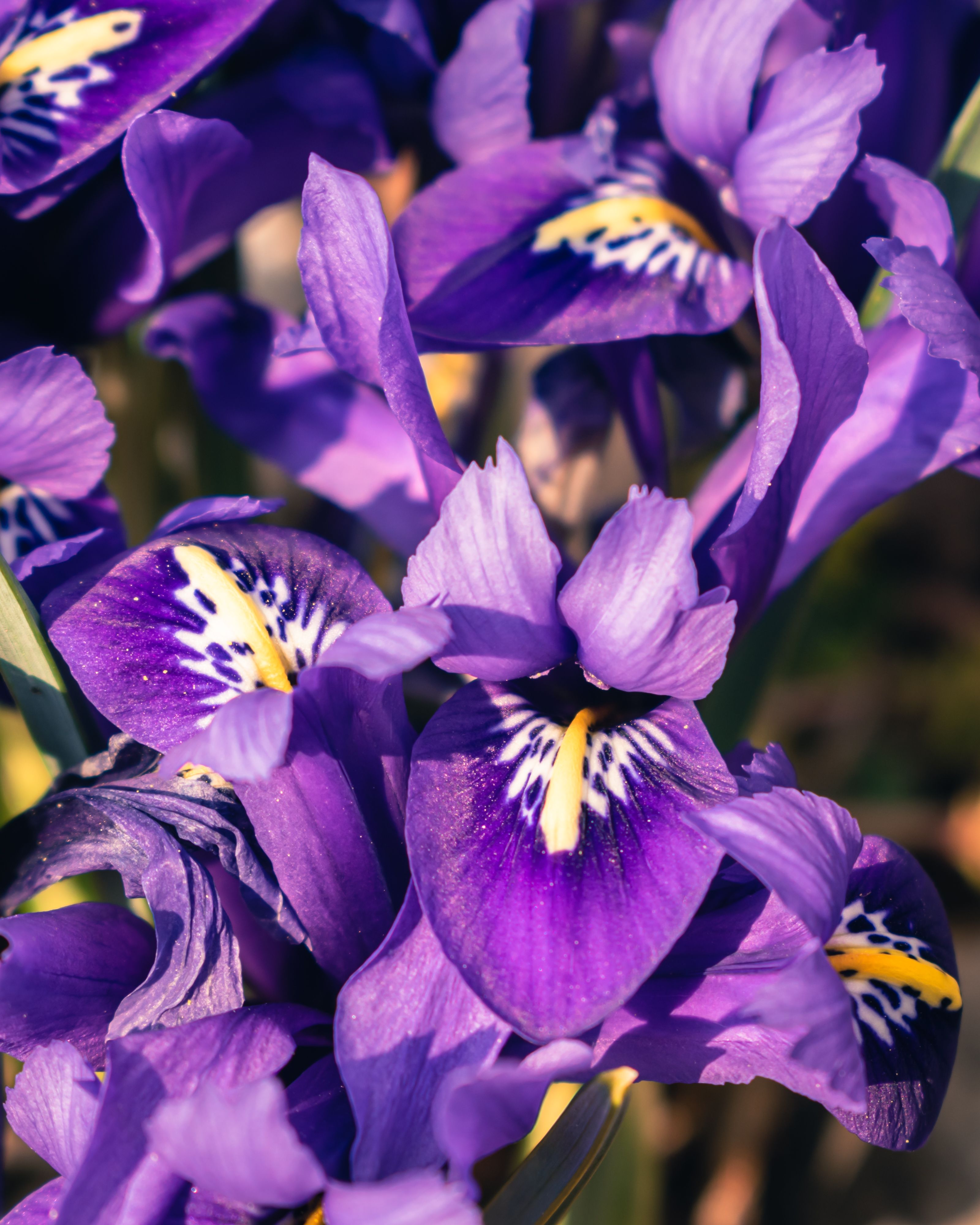IRIS
