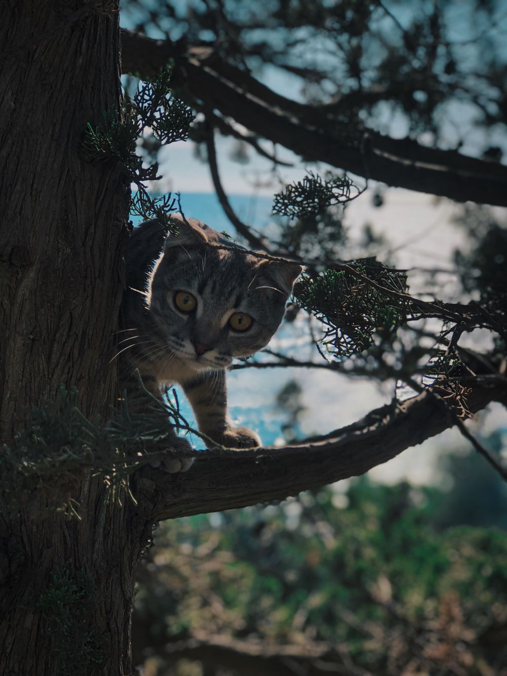 猫爬架