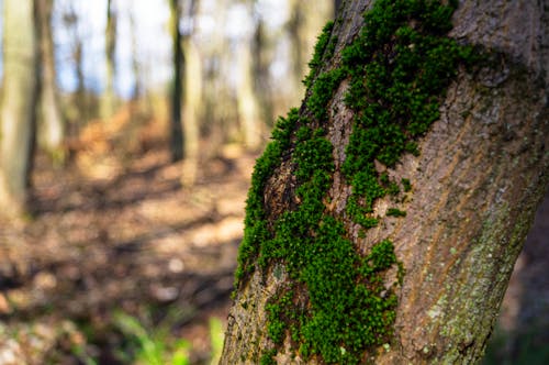 Close-up of Moss on a Tree Trunk 