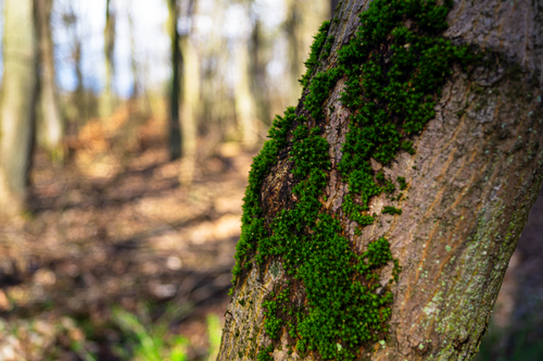 Free Close-up of vibrant green moss on a tree trunk in a sunny autumn forest in Puszczykowo, Poland. Stock Photo