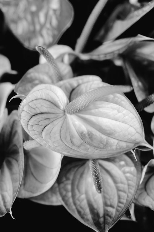 Free A stunning black and white close-up of an Anthurium flower showcasing its intricate details and textures. Stock Photo
