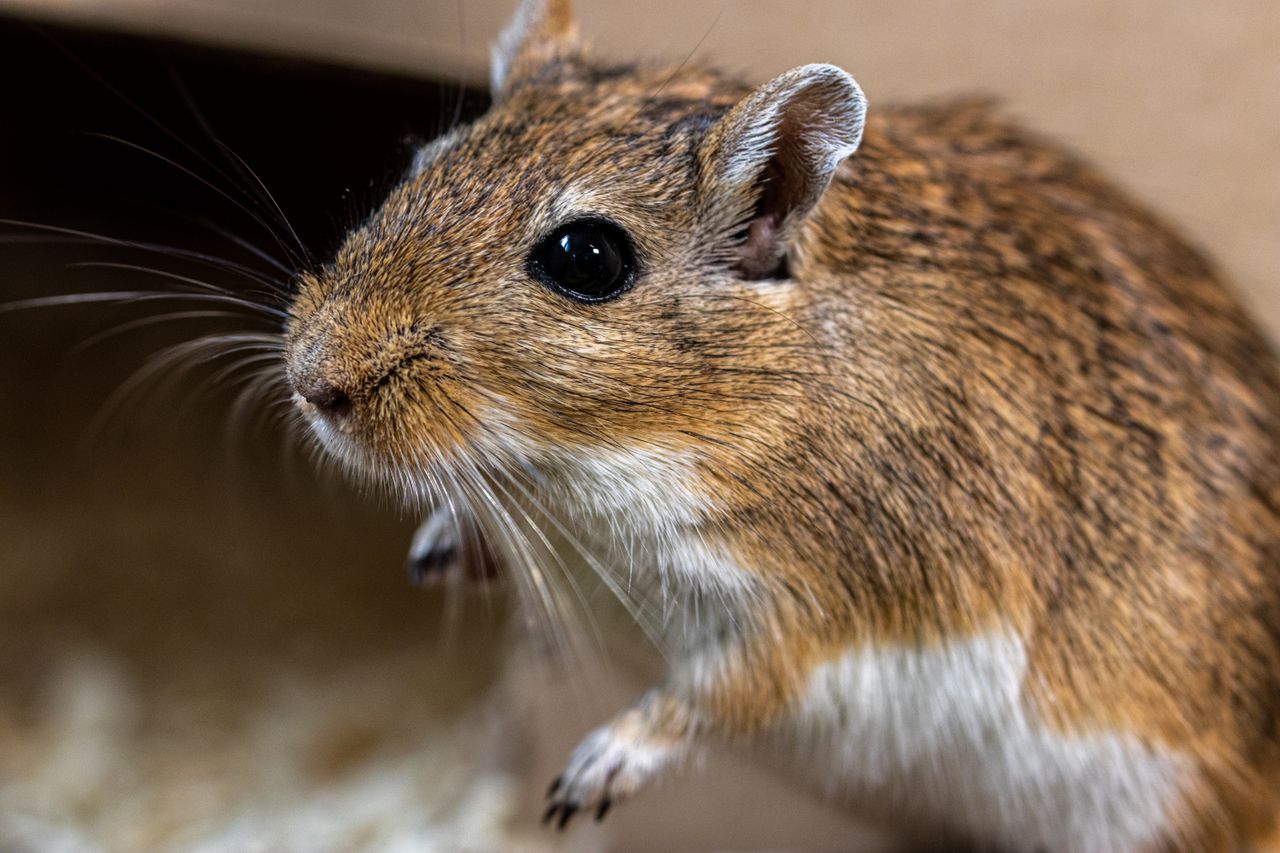 a detailed close up of a cute brown gerbil inside a cage showing its w