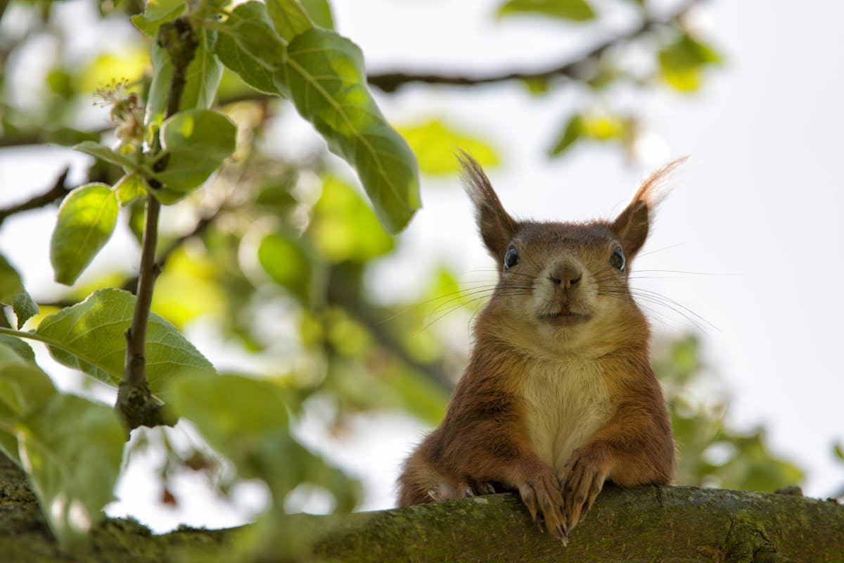 3,000+ Best Squirrel Photos · 100% Free Download · Pexels Stock Photos