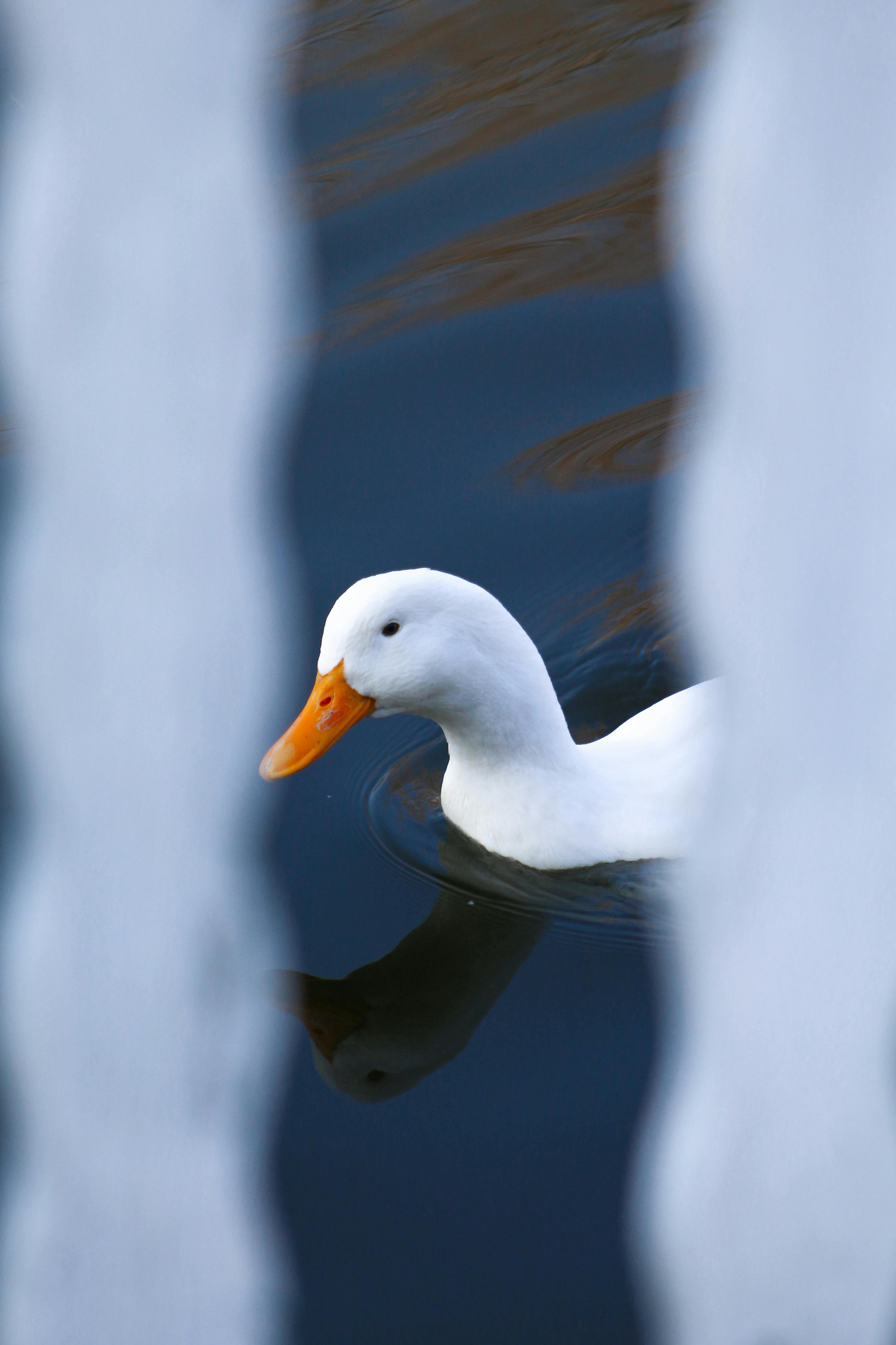 Duck, duck cute, duck walk, HD phone wallpaper | Peakpx