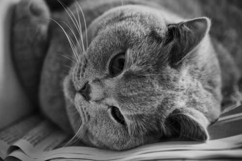 Free Cat in Greyscale Photo Stock Photo