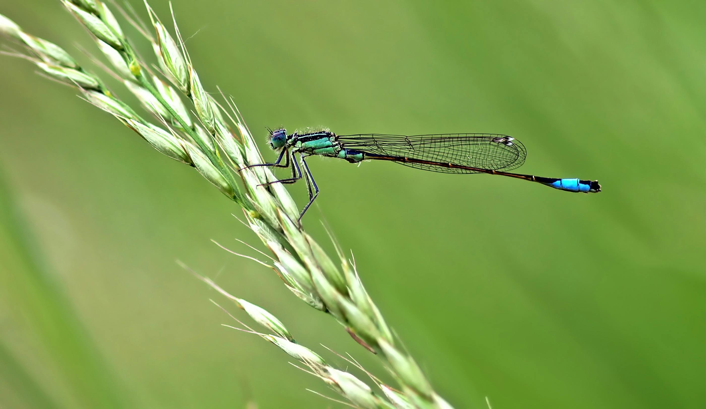 Teal Damselfly Perched on Wheat · Free Stock Photo