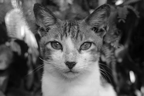 무료 고양이의 회색조 사진 스톡 사진