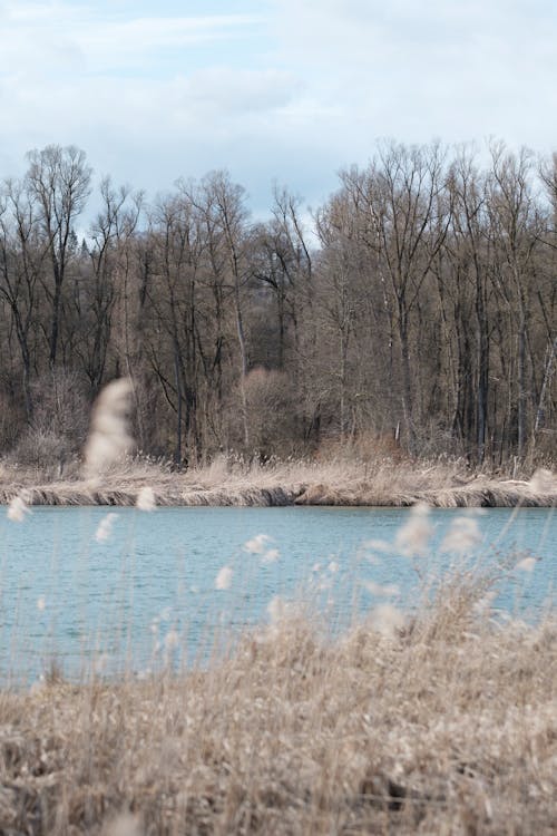 Trees and Rushes on Riverbank