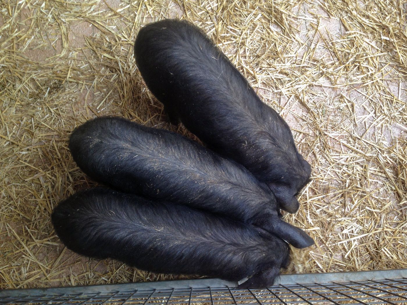 วิธีเลี้ยงหมูหลุมสำหรับมือใหม่: พื้นที่ โรงเรือน อาหาร และการดูแลรายวัน