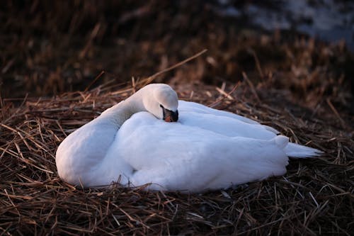 Gratis stockfoto met achtergrond, dierenfotografie, natuur