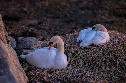 Gratis stockfoto met aarde, beesten, dieren in het wild