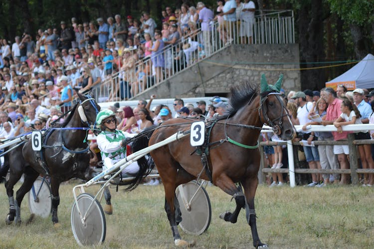 Spectators Watching Harness Racing 