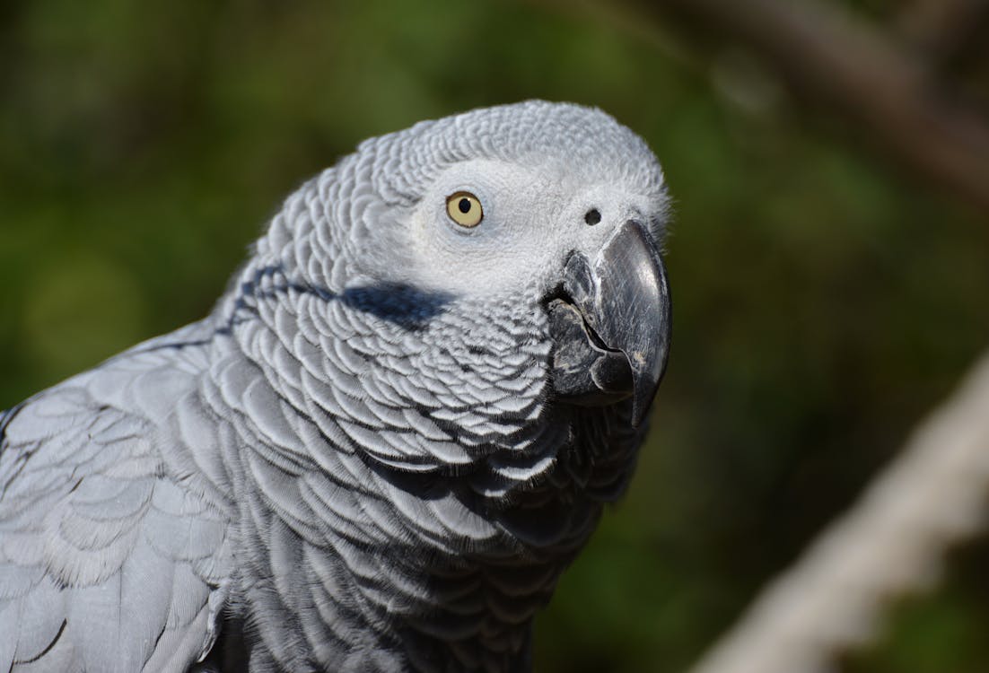 Close Up Photography of Gray Bird during Daytime
