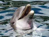 一只活泼的双吻海豚从海中跃出水面，尽显顽皮天性