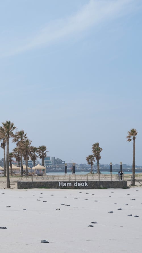 Palm Trees on Beach