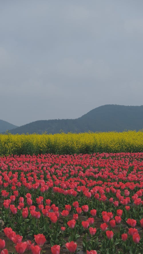 A Field with Pink and Yellow Tulips and Mountains in the Background 