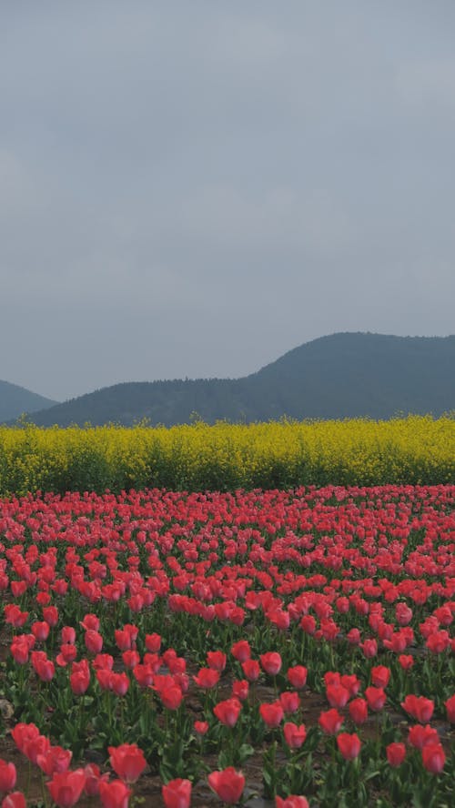 Immagine gratuita di bellezza, campagna, campo