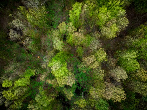 Coniferous Trees Seen From Above 