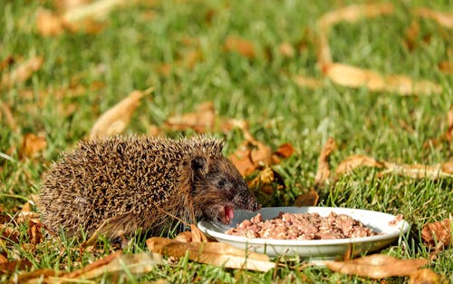 Free Коричневый ёжик собирается поесть на белой керамической тарелке с коричневым блюдом на поле зеленой травы Stock Photo